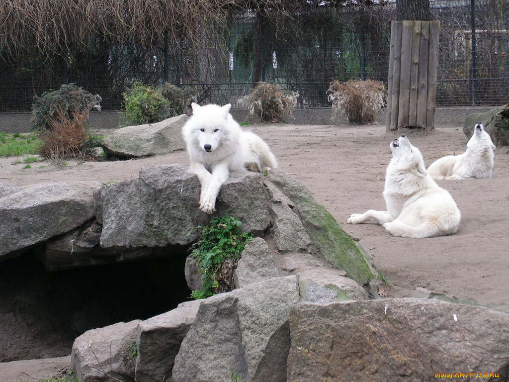 berlin, zoo, , 